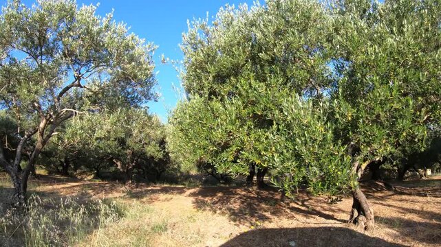 Driving in a car along the country road through olive groves. Crete, Greece.