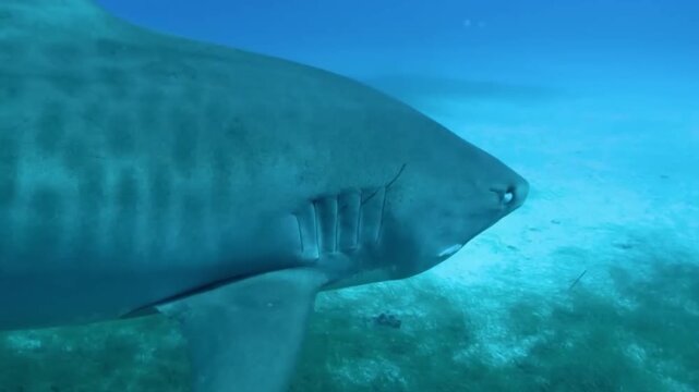 a great white killer shark swimming gracefully through deep blue waters
