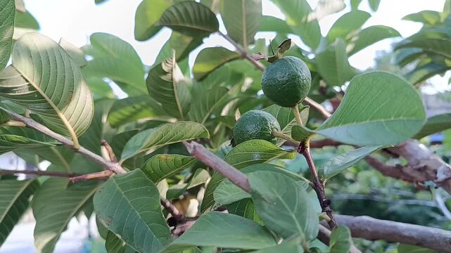 Close Up of Young Guava Fruit Growing on Tree in Natural Garden