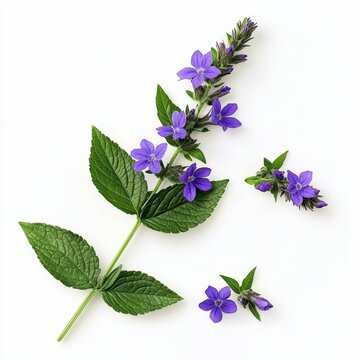 A clean white background enhances the beauty of the floral art.