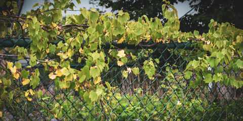 Lush green wild grape vines growing over a chain-link, showcasing natural climbing foliage or rewilding in summer. © mailcaroline