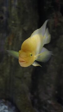 Yellow Midas Cichlid Swimming in an Aquarium