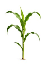 Fototapeta premium Green corn plant isolated white