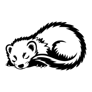 Sleeping Ferret