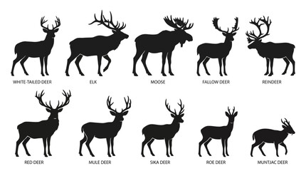 Set of various deer species silhouettes including moose elk reindeer and other antlered animals on white background © MD ABDUL AJIJ