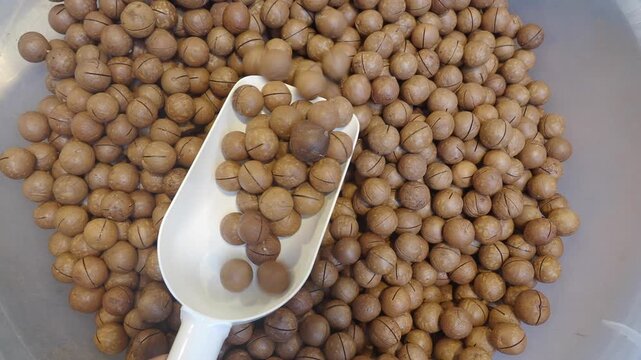 Preparing macadamia nuts for roasting in a bowl