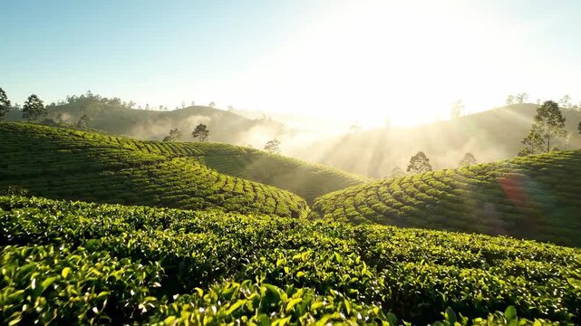 Rolling green hills of a tea plantation bathed in the warm golden sunlight of dawn, with misty atmosphere and sun rays streaming through.