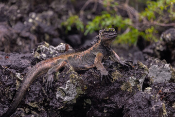 Fototapeta premium An endemic marine iguana resting on the volcanic rocks of San Cristobal in the Galapagos Islands (Amblyrhynchus cristatus)