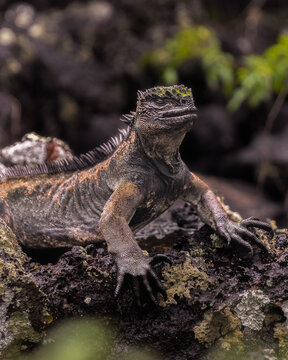 An endemic marine iguana resting on the volcanic rocks of San Cristobal in the Galapagos Islands (Amblyrhynchus cristatus)