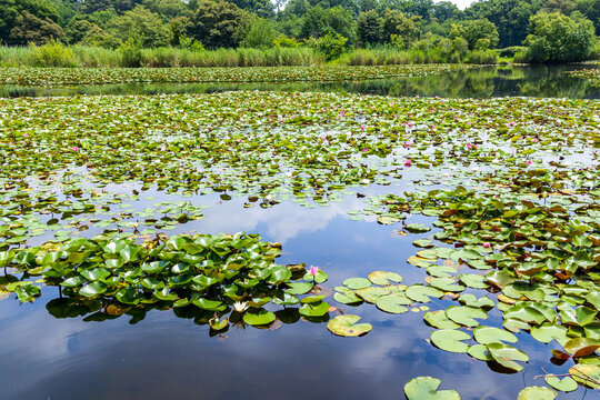 見沼自然公園の睡蓮の咲く池