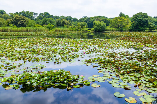 見沼自然公園の睡蓮の咲く池