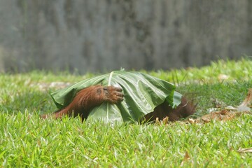 An orangutan lies in the grass during the day, covering its entire body with taro leaves © Pitokung