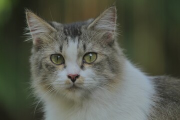 Obraz premium A closeup of an ordinary cat staring intently ahead