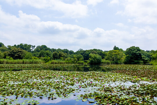 見沼自然公園の睡蓮の咲く池