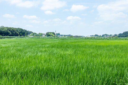 風になびく夏の稲