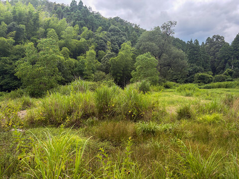 河川敷の草むら