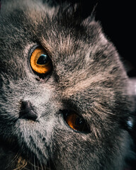 Fototapeta premium close up of a cat