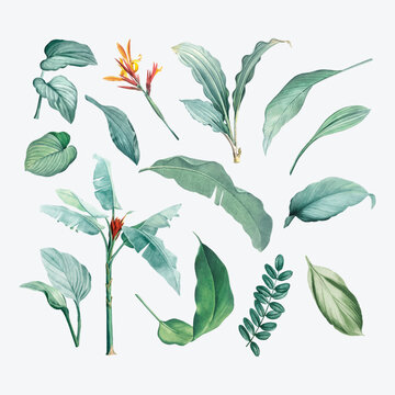 Tropical plant