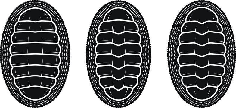 Chiton Marine Mollusk Black Silhouette Vector Icon Set Featuring Shell Plates with Textured Girdle Border Details for Intertidal Marine Biology Designs