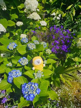 flowers in the garden