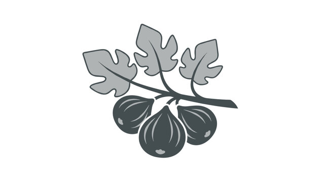 Branch of fig tree with ripe fruit and green leaves in simplified graphic style, isolated on white background.