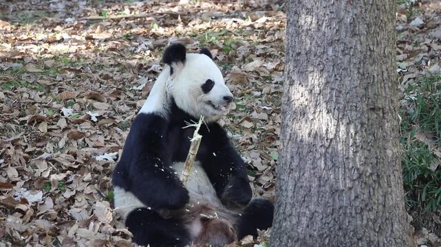 Giant panda chewing sugar cane 