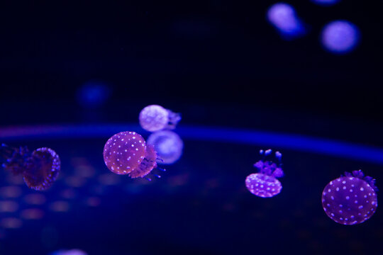 small, bioluminescent jellyfish swimming in aquarium