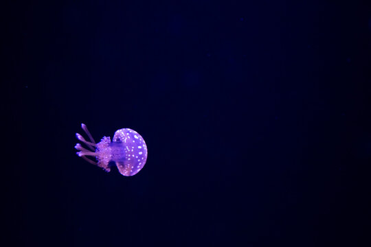 single, small, bioluminescent jellyfish swimming in blue water