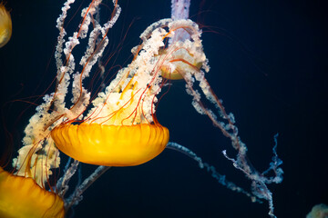 yellow jellyfish in aquarium swimming upside down © Alyssa