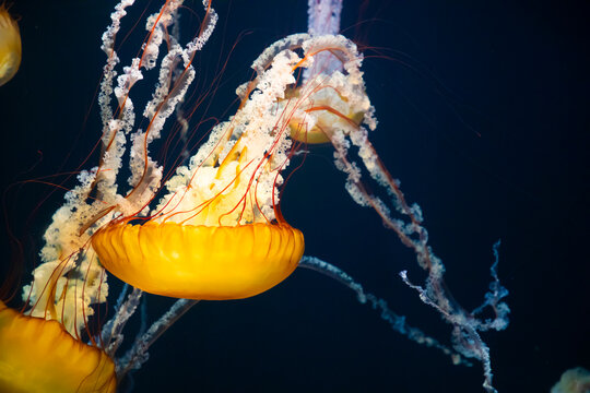 yellow jellyfish in aquarium swimming upside down