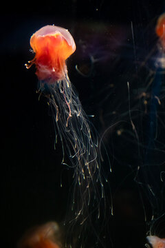 red and orange jellyfish in dark waters, round top