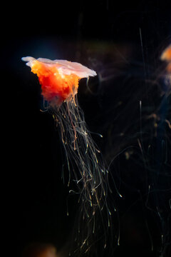 red and orange jellyfish in dark waters, flat top