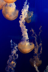 group of jelly fish in the water, vertical © Alyssa