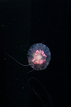 single, translucent jellyfish in the sea