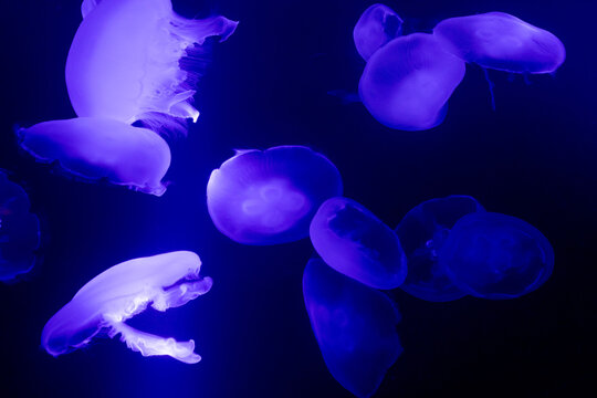 jellyfish floating in water with purple light