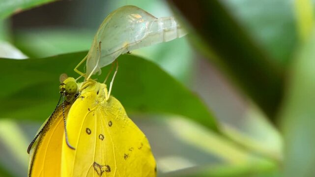 Yellow Butterfly Newly Emerged from Chrysalis on Green Leaf