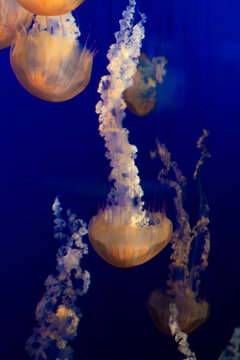 group of jelly fish in the water, vertical