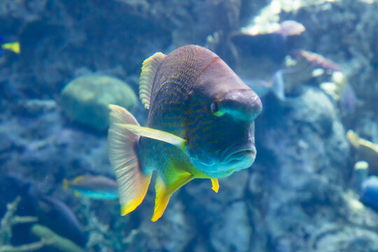 large tropical fish in aquarium