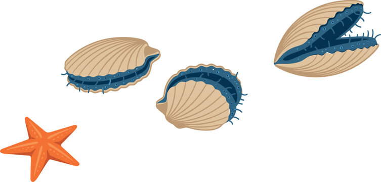 Marine Biology Scallop Clam Shell Vector Set Featuring Closed Opened Ribbed Seashells with Blue Eyes and Orange Starfish Animal