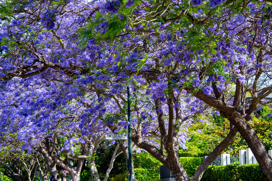 Jacaranda Tree Blossom in Perth - Australia