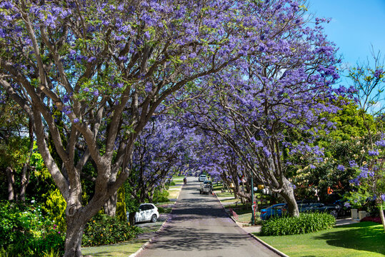 Jacaranda Tree Blossom in Perth - Australia