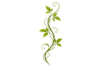 Obraz premium Elegant green vine with leaves on white background