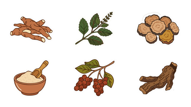 Vector sticker set of wellness adaptogenic herbs and roots including ashwagandha and schisandra