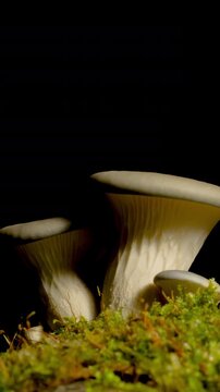 Time-lapse of a cluster of white mushrooms sprouting rapidly in a dark environment.