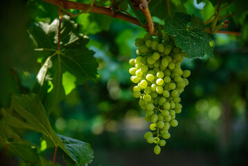 Close-up of Unripe Grapes in a Vineyard in Turpan, Xinjiang, China © 墨枫
