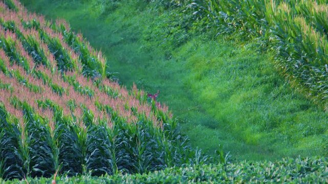 Distant whitetail buck with velvet antlers near cornfield