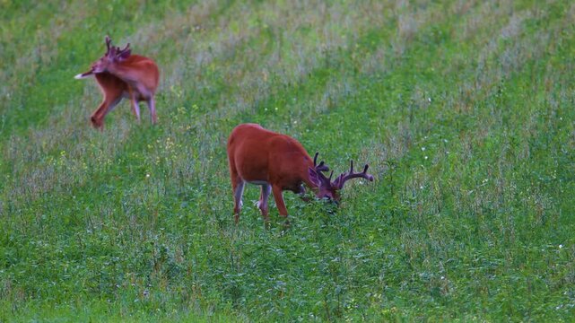 Two whitetail bucks with velvet antlers grazing in field
