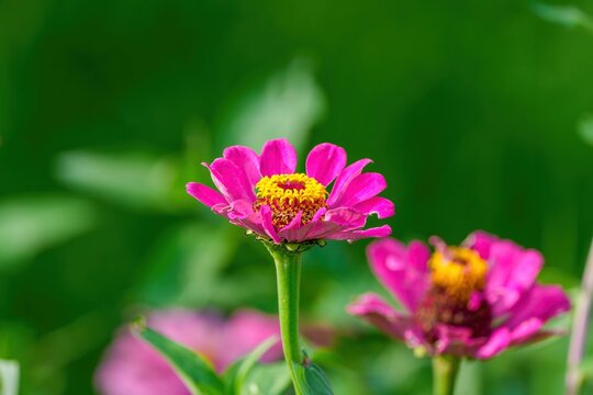 鮮やかなピンクの百日草（ジニア）の花 マクロ撮影と緑の自然背景
