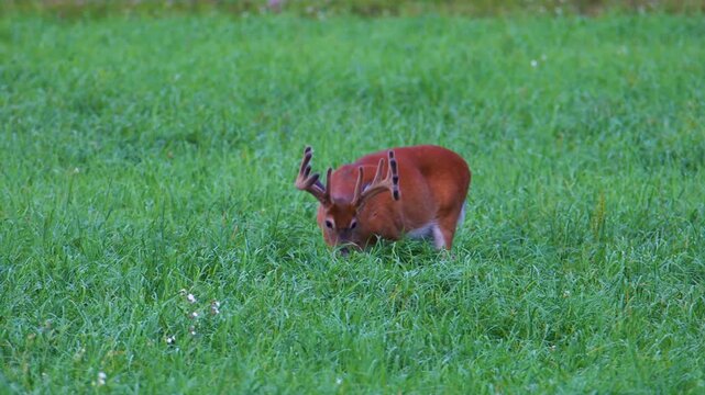 Whitetail buck with velvet antlers grazing in tall grass
