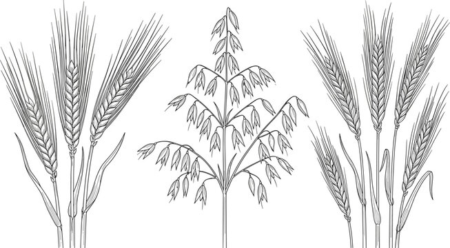 Botanical vector illustration of wheat barley and oat cereal plants with detailed agricultural grain sketches